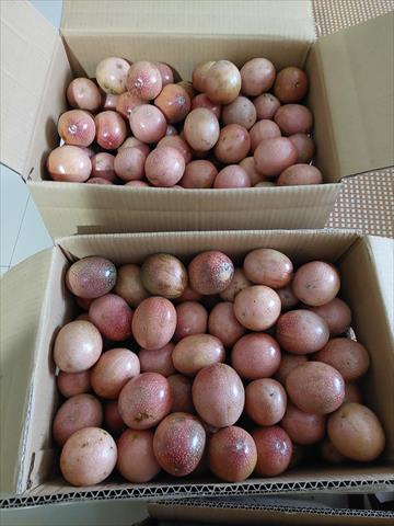 百香果 產品圖片（圖片編號 983801）