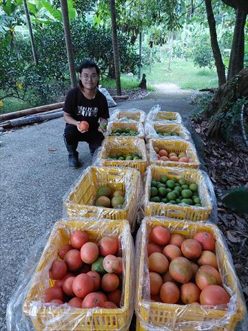 葡萄柚 產品圖片（圖片編號 983804）