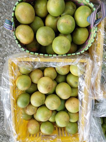 葡萄柚 產品圖片（圖片編號 983805）