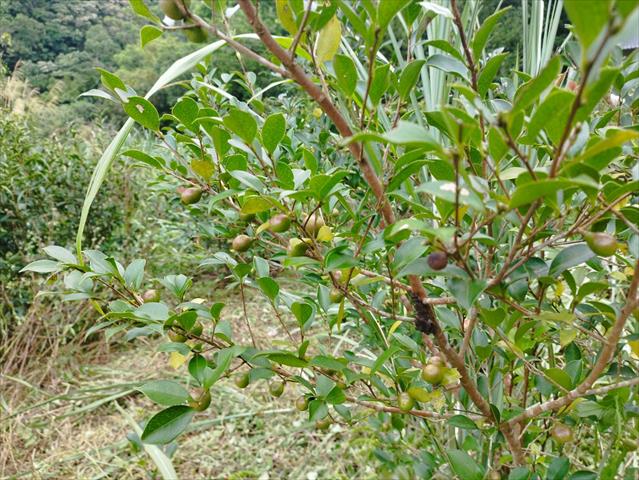 油茶 產品圖片（圖片編號 984185）