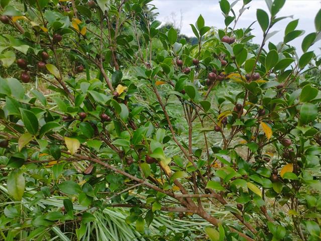 油茶 產品圖片（圖片編號 984187）