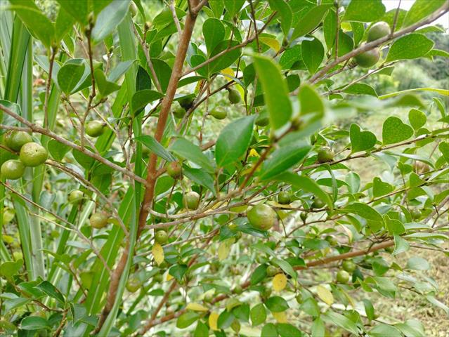 油茶 產品圖片（圖片編號 984188）