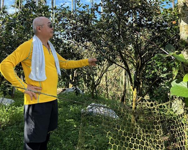 油茶 產品圖片（圖片編號 984218）