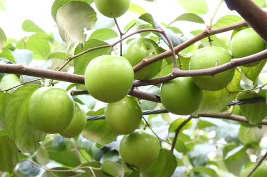 棗 產品圖片（圖片編號 984495）