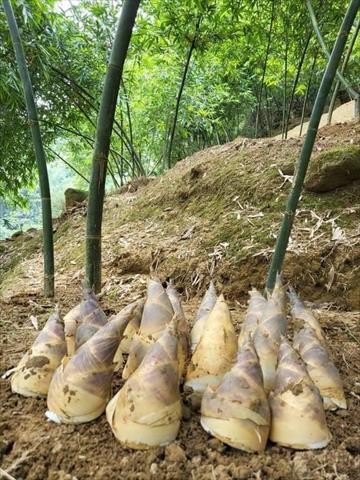 竹筍 產品圖片（產品編號 703203）
