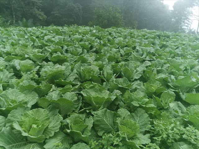 甘藍(高麗菜) 產品圖片（圖片編號 984813）