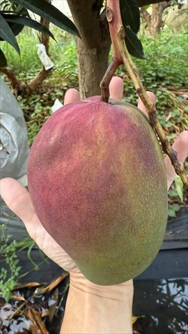 芒果 產品圖片（產品編號 703375）