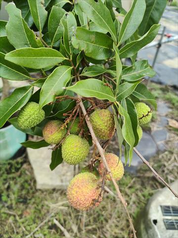 荔枝 產品圖片（圖片編號 984929）