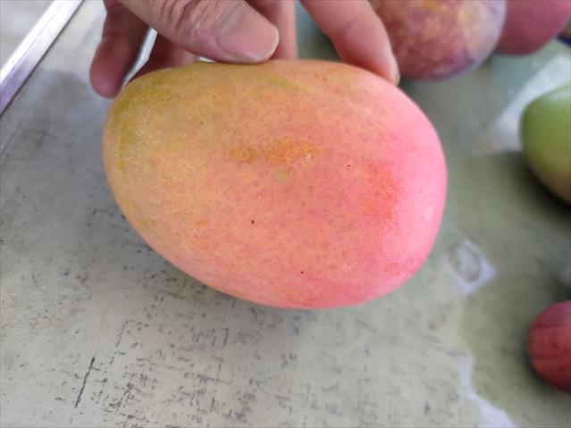 芒果 產品圖片（圖片編號 984930）