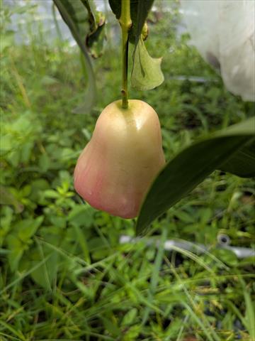 蓮霧 產品圖片（產品編號 703376）