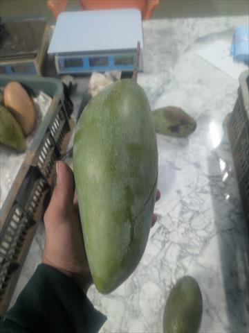 芒果 產品圖片（圖片編號 984933）