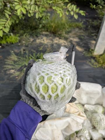 石榴 產品圖片（圖片編號 984934）