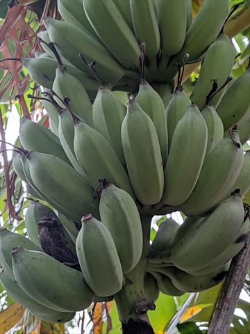 芭蕉 產品圖片（圖片編號 984936）