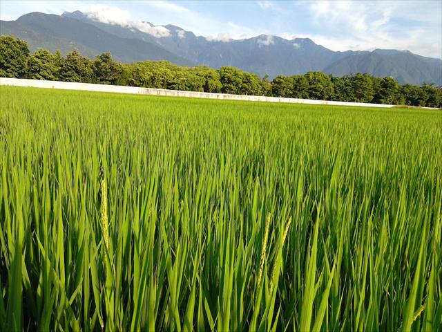 稉稻(糙米) 產品圖片（圖片編號 984970）
