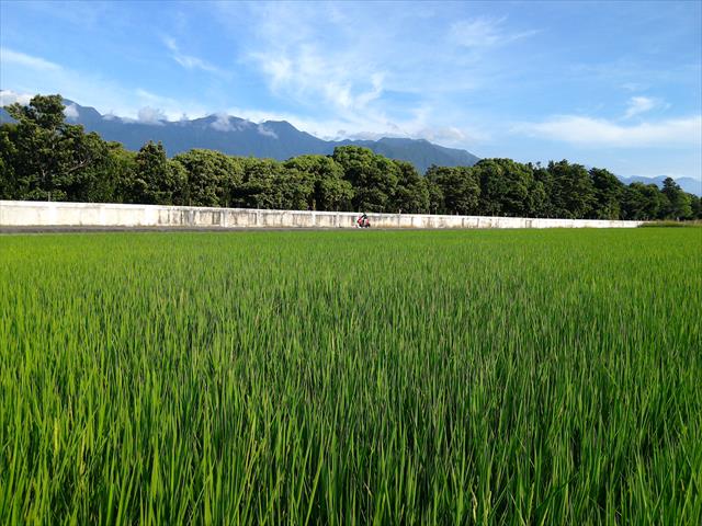 稉稻(白米或黑米) 產品圖片（圖片編號 984971）