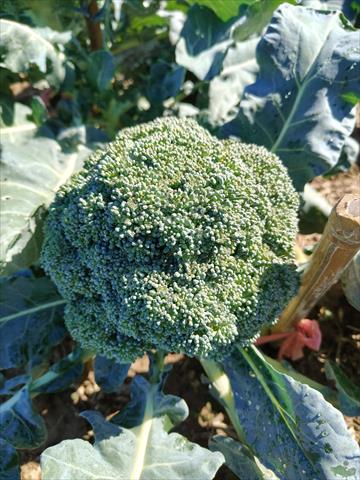 花椰菜 產品圖片（圖片編號 985477）