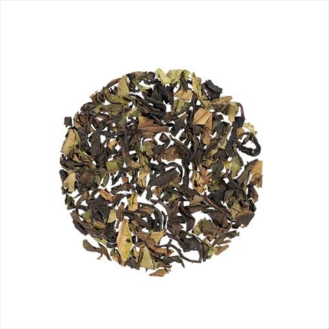 茶製品-茶 產品圖片（產品編號 703808）