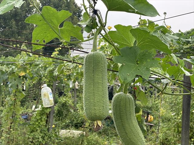 絲瓜 產品圖片（產品編號 703879）