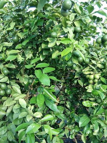 檸檬 產品圖片（圖片編號 986748）