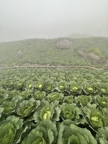 甘藍(高麗菜) 產品圖片（產品編號 704308）