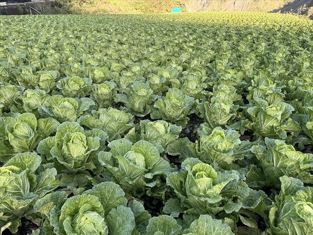 結球白菜(包心白菜) 產品圖片（圖片編號 986947）