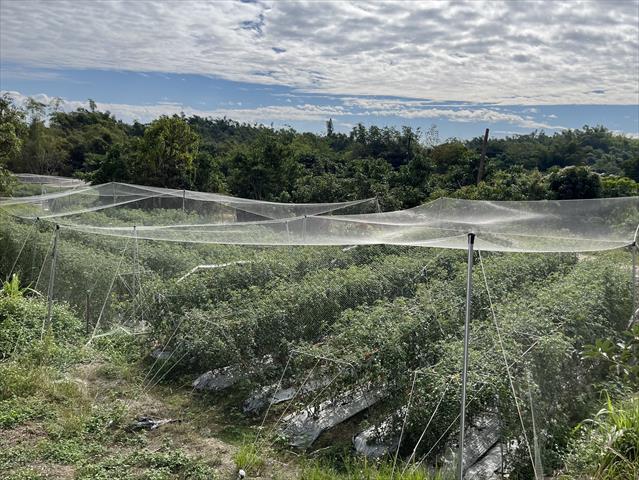 番茄(含小番茄) 產品圖片（產品編號 697417）