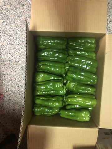 甜椒(含青椒) 產品圖片（圖片編號 987269）