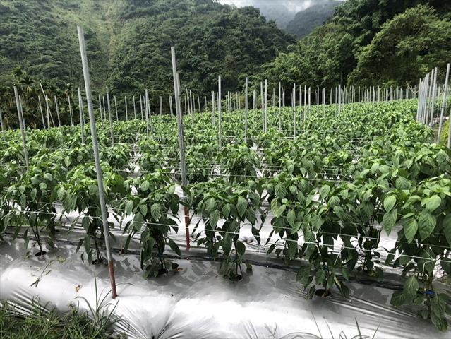 甜椒(含青椒) 產品圖片（產品編號 704478）
