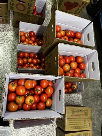 番茄(含小番茄) 產品圖片（圖片編號 987271）