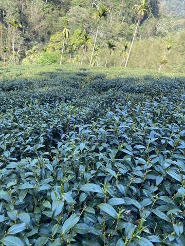 茶製品-茶 產品圖片（圖片編號 987276）