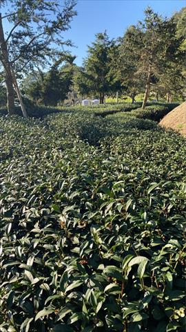 茶製品-茶 產品圖片（圖片編號 987289）