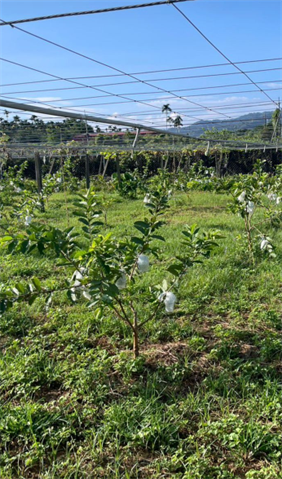 番石榴(芭樂) 產品圖片（產品編號 704664）