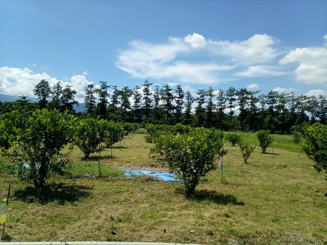 檸檬 產品圖片（產品編號 704711）