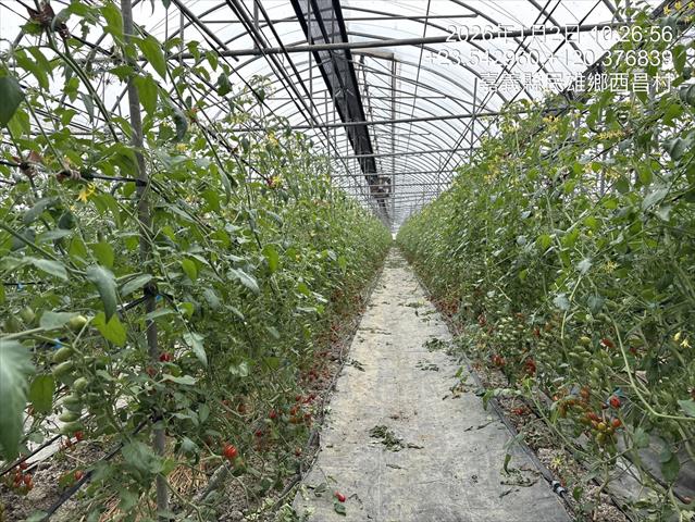 番茄(含小番茄) 產品圖片（圖片編號 987910）