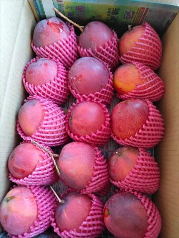 芒果 產品圖片（圖片編號 987973）