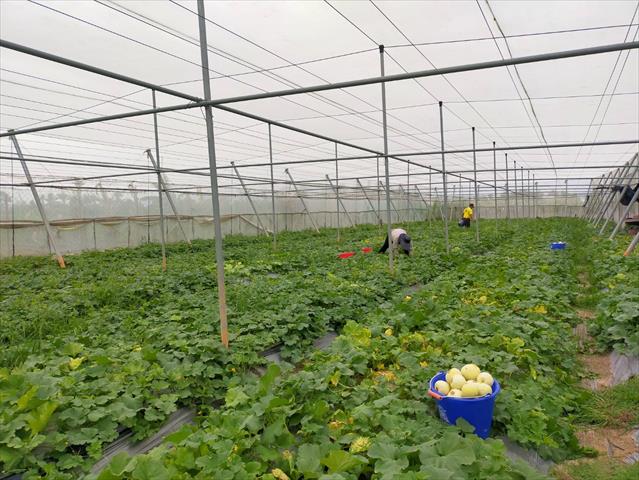 香瓜(美濃瓜) 產品圖片（產品編號 704993）