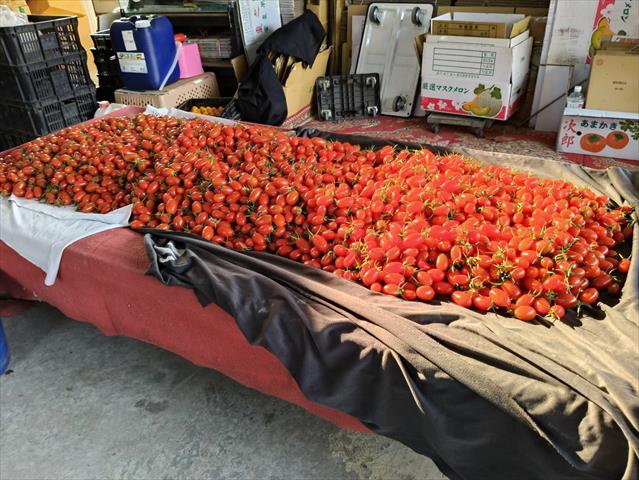 番茄(含小番茄) 產品圖片（產品編號 704994）