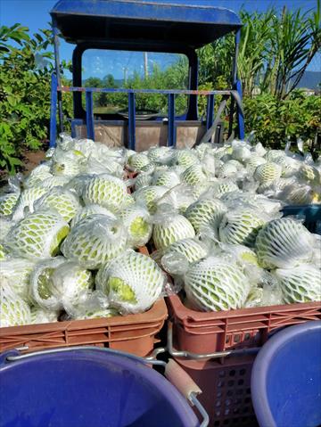番石榴(芭樂) 產品圖片（圖片編號 988460）