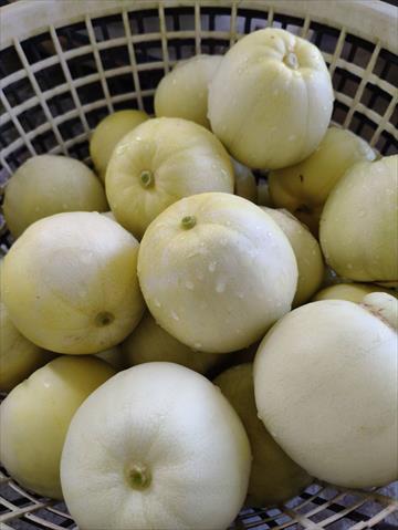 香瓜(美濃瓜) 產品圖片（圖片編號 988462）