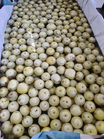 香瓜(美濃瓜) 產品圖片（圖片編號 988463）