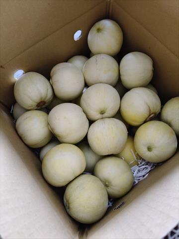香瓜(美濃瓜) 產品圖片（圖片編號 988464）