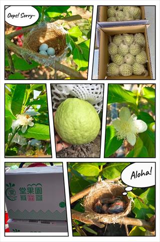 番石榴(芭樂) 產品圖片（產品編號 704991）