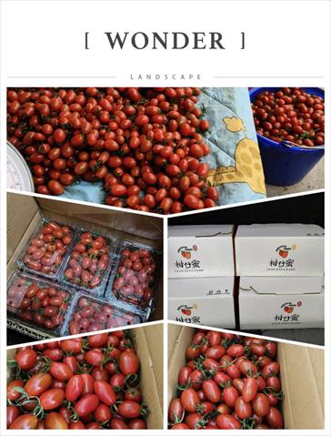 番茄(含小番茄) 產品圖片（圖片編號 988469）