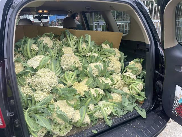 花椰菜 產品圖片（產品編號 705427）