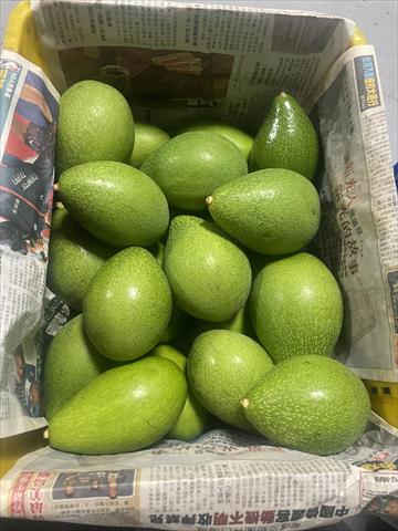 酪梨 產品圖片（產品編號 705423）