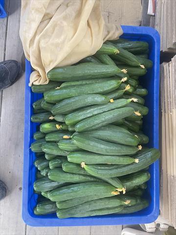 小黃瓜(花胡瓜) 產品圖片（圖片編號 989324）