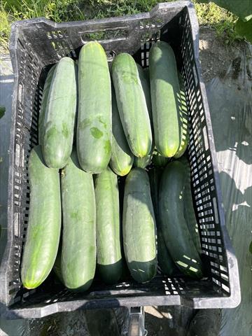 胡瓜(大黃瓜) 產品圖片（圖片編號 989325）
