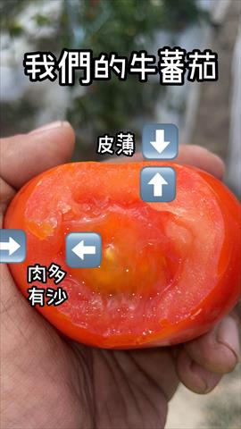 番茄(含小番茄) 產品圖片（圖片編號 989327）