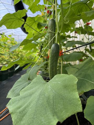 小黃瓜(花胡瓜) 產品圖片（圖片編號 989961）