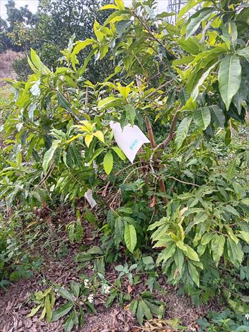 黃金果(黃晶果,加蜜蛋黃果,蜜蛋黃果) 產品圖片（產品編號 705647）